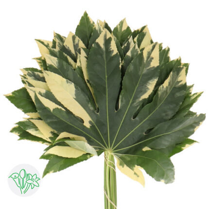 Aralia Varigated holl