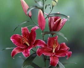Lily Corvara sande