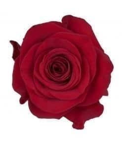 Rose Sexy Red 60cm rprima
