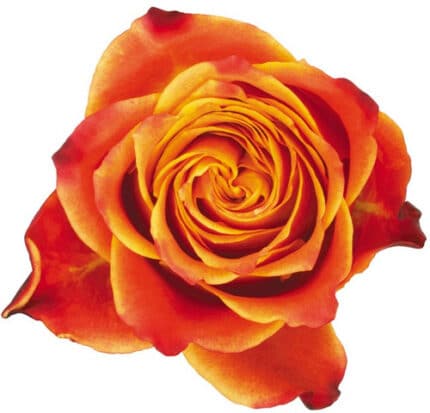 Rose Atomic 60cm flower co