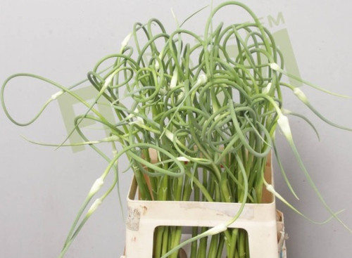 9dfef962-2f79-46e0-a8b1-b2f5d5740ed3.jpg Allium Sat Ophiosco holl - Image 1