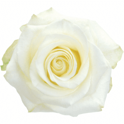 Rose Polar Star 50cm toscana - R POL ST 50 TOS
