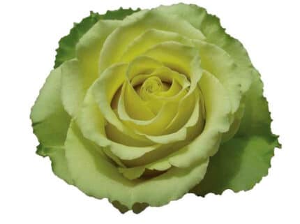 Rose Limbo 50cm priv coll rio