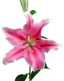 Lily Sorbonne florisol 4bl