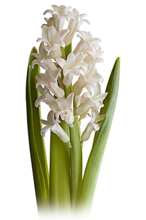 Hyacinth Antarctic s.v.