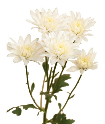 C baltica white poms sam
