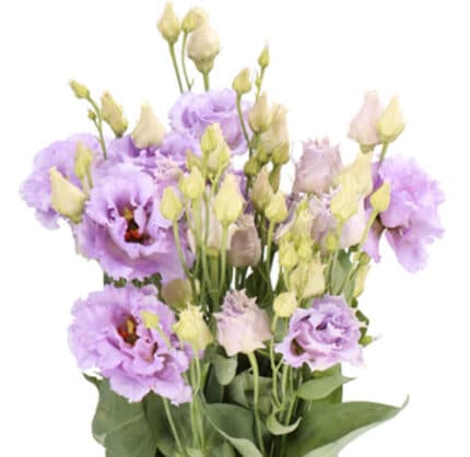 Lisianthus Lavender Dbl israel