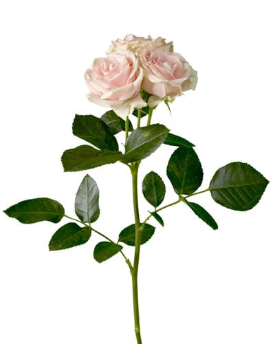 Rose Spray Wedding Sensation T