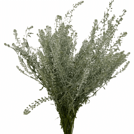 Lepidium Dusty galleria