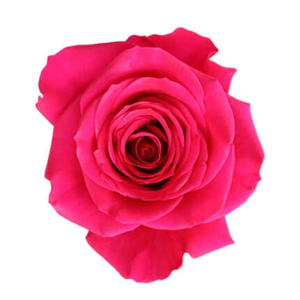Rose Roseberry 50/60cm rfi
