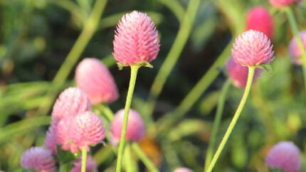 Gomphrena Lt Pink holl