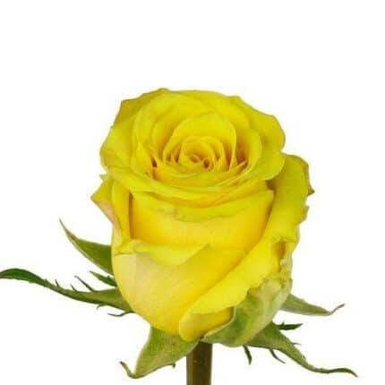 Rose High&Exotic 60/70cm priv