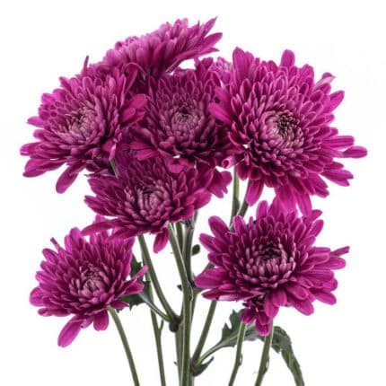 Pom Cushion Lamira Purple SOLE