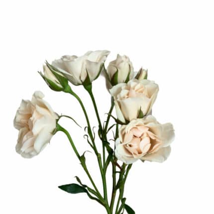 RoseSpray White Maj mia