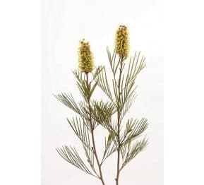 Greveillia Yellow israeli