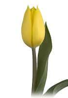 TULIPS v.d. bright yellow