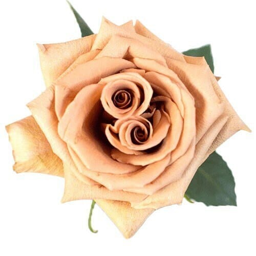 9ea60b55-3361-4de5-959b-8baffc1b2eea.jpg Rose Toffee 60cm the flo co - Image 1