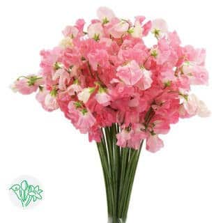 Sweet Pea Momoiro holex(pk)