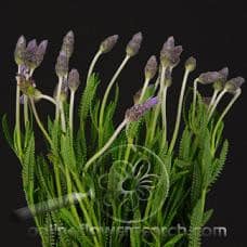 Lavender spanish fr pack