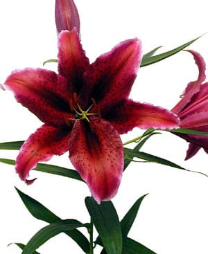Lily Pico holl dk pk