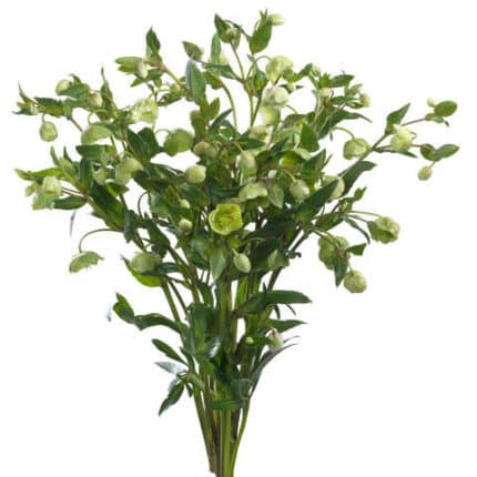 Helleborus Magnificent Bells fl board