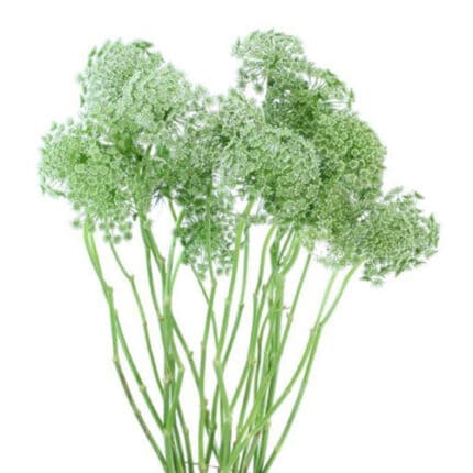 Lace Ammi Majus 70cm bella