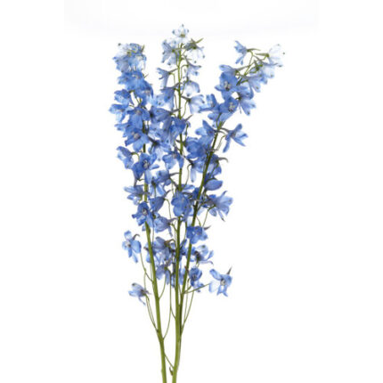Delph Light Blue 60cm valleflo