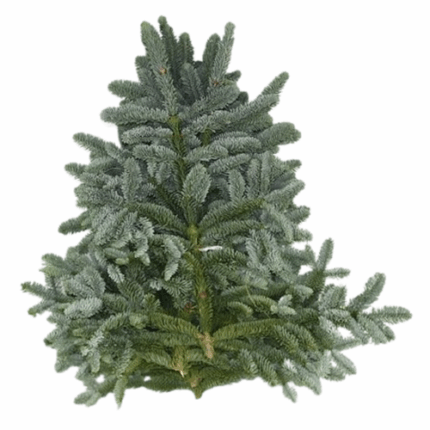 Blue Spruce Strathmyer