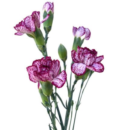 CarnMini Purple Sky bmark