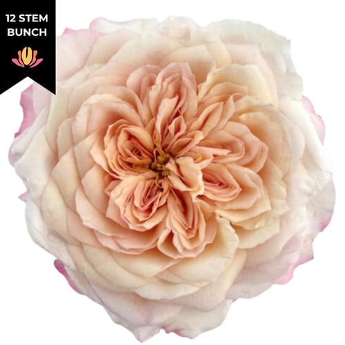 9ef36ee2-4ce8-4a90-82bd-cc0047fdece6.jpg Rose Gdn Miyabi Brown(12st)tri - Image 1