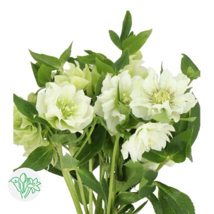 Helleborus Dbl Ellen White holland