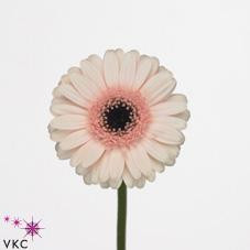 Germini kelly(blush pink/blk c
