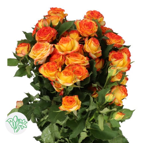 9ef91c48-d5d1-4925-a81e-9702c041e58b.jpg RoseSpray Org with Yellow tips holl - Image 1