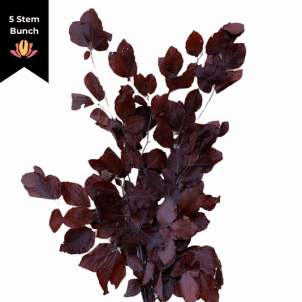 Dried Copperbeach Burgundy anton