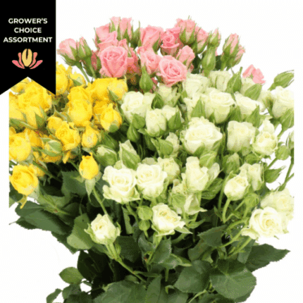 RoseSpray Asst Easter(10cs)hol