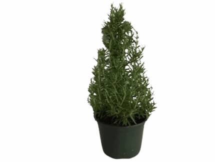 6" ROSEMARY CONE