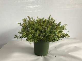 5" Varigated Thyme