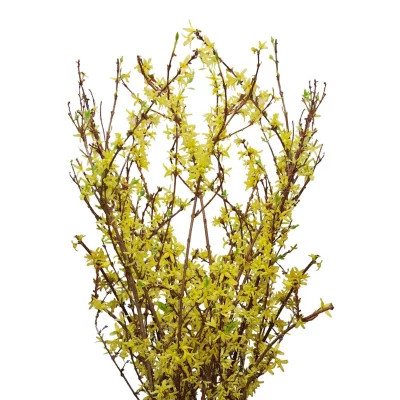 Forsythia holl 110 cm
