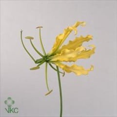 Lily Gloriosa Yellow japan