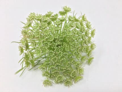 Lace Ammi Majus White canada