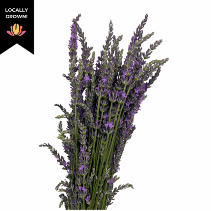 Lavender cramer
