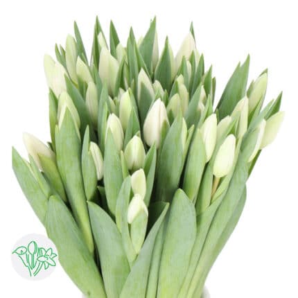 Tulip Albatros holl
