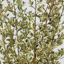 Rhamnus mellano