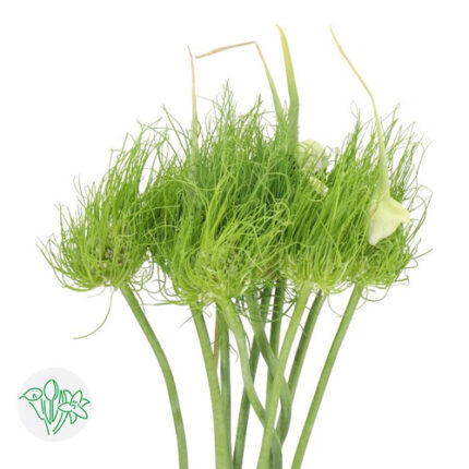 Allium Catweazle holl