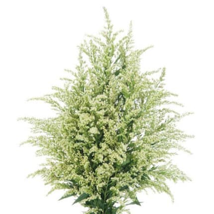 Solidago White cont fl