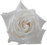 Rose Playablanca 70cm rprima