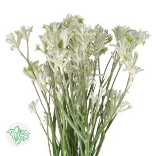 Kangaroo Paws Bush Diamond 60c