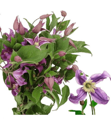 Clematis AmazingRome 70cm holl