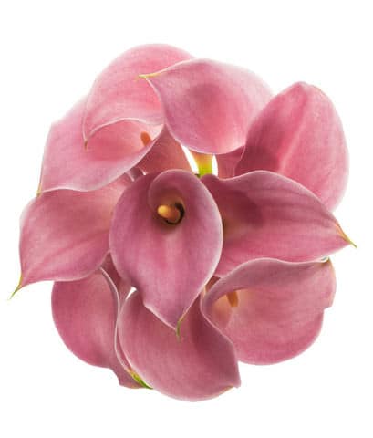 Callas Sweet Misty holl