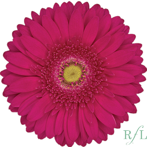 9f9ddd6f-d7c1-4032-a48e-25e21e3706e1.png Gerber Riley can. - Image 1